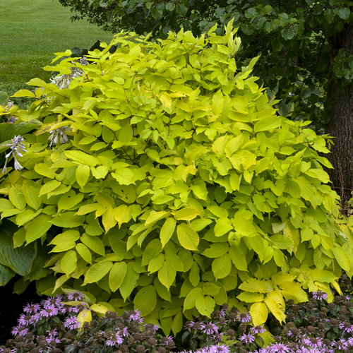 Aralia (Sun King)