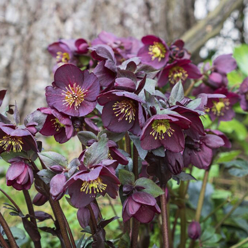 Helleborus (Lenten Rose)