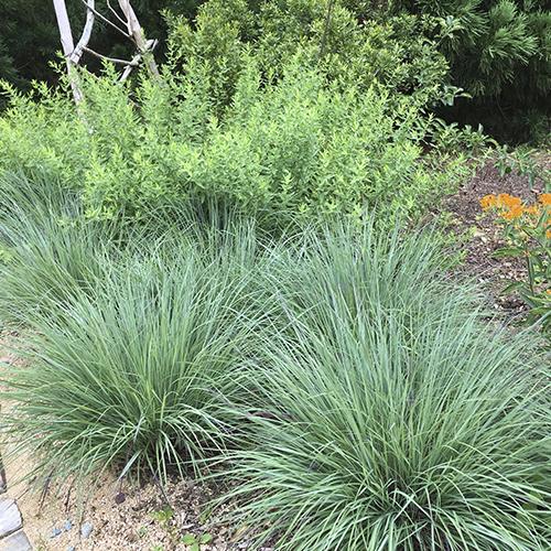 Schizachyrium (Little Bluestem)