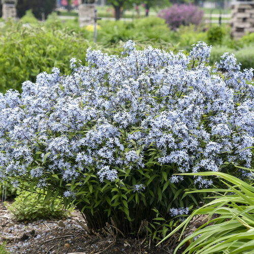 Amsonia (Blue Star)