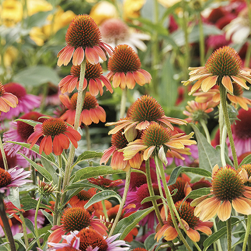 Echinacea (Coneflower)